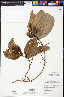 Flueggea gracilis image