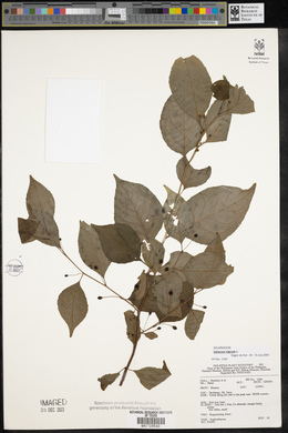 Solanum nigrum image