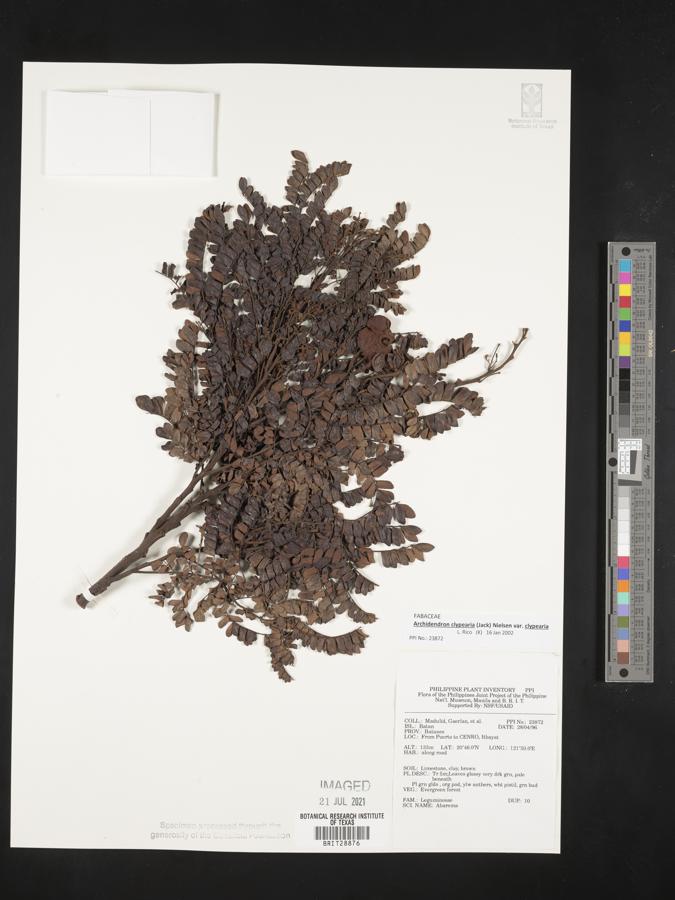 Archidendron clypearia subsp. clypearia image