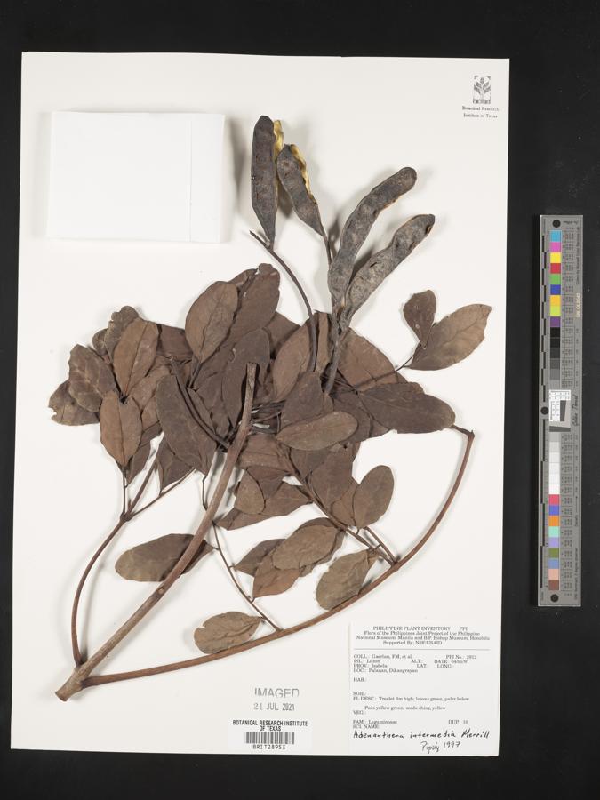 Adenanthera intermedia image