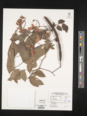 Cassia fruticosa image
