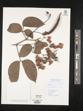 Cassia fruticosa image