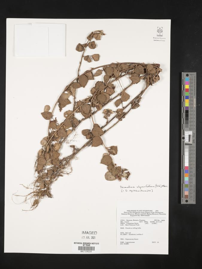 Desmodium styracifolium image