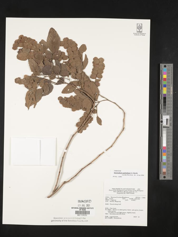 Phyllodium pulchellum image