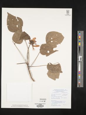 Erythrina variegata image