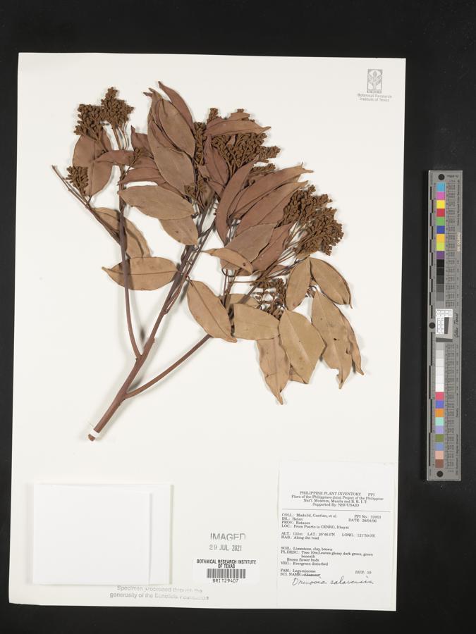 Ormosia calavensis image