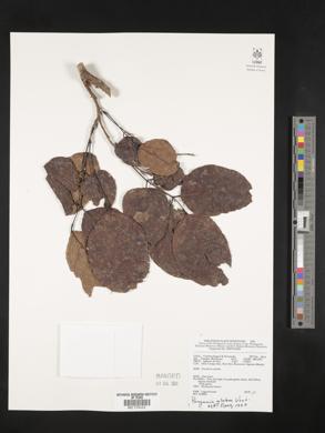 Pongamia glabra image