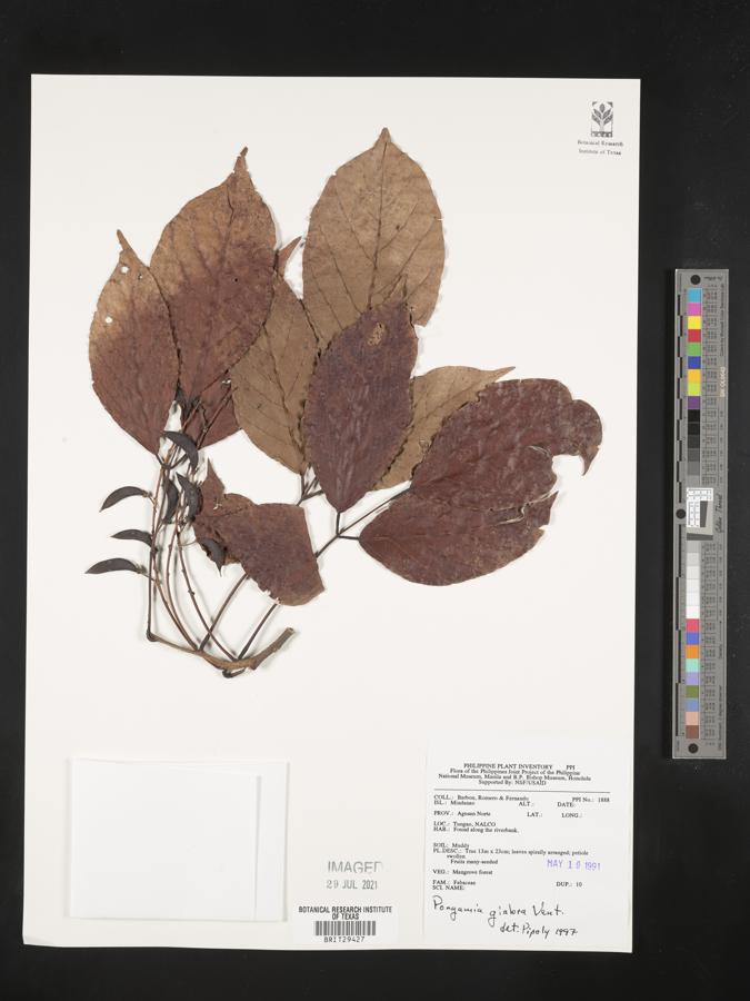 Pongamia glabra image