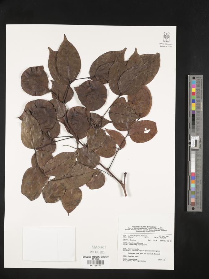 Pterocarpus indicus image