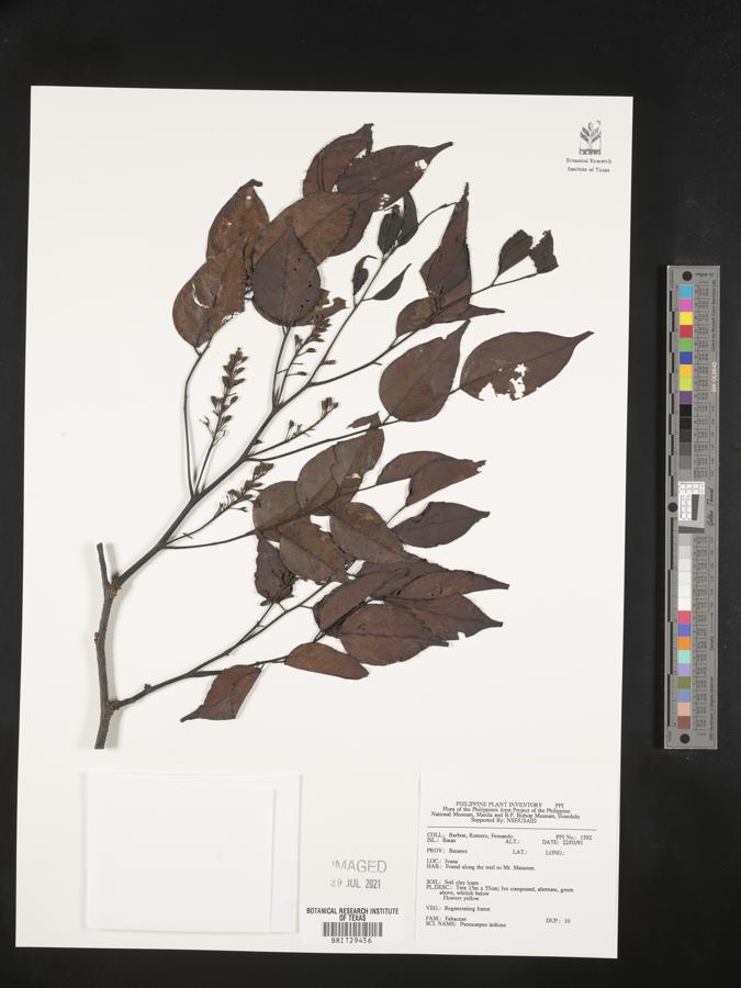 Pterocarpus indicus image