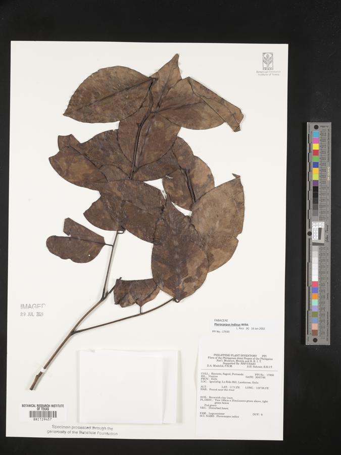 Pterocarpus indicus image