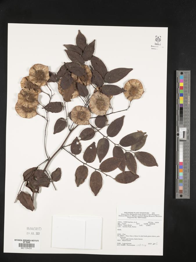 Pterocarpus indicus image