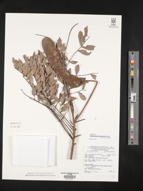 Wallaceodendron celebicum image