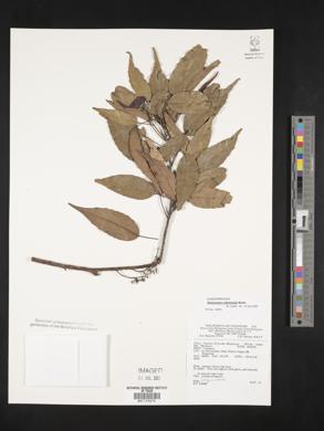 Image of Elaeocarpus culminicola