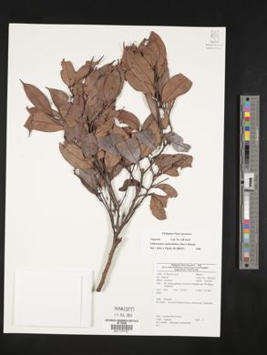 Image of Lithocarpus caudatifolius