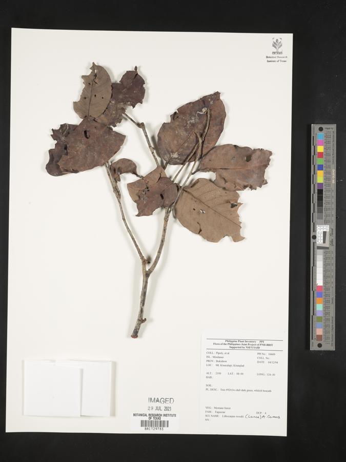 Lithocarpus woodii image