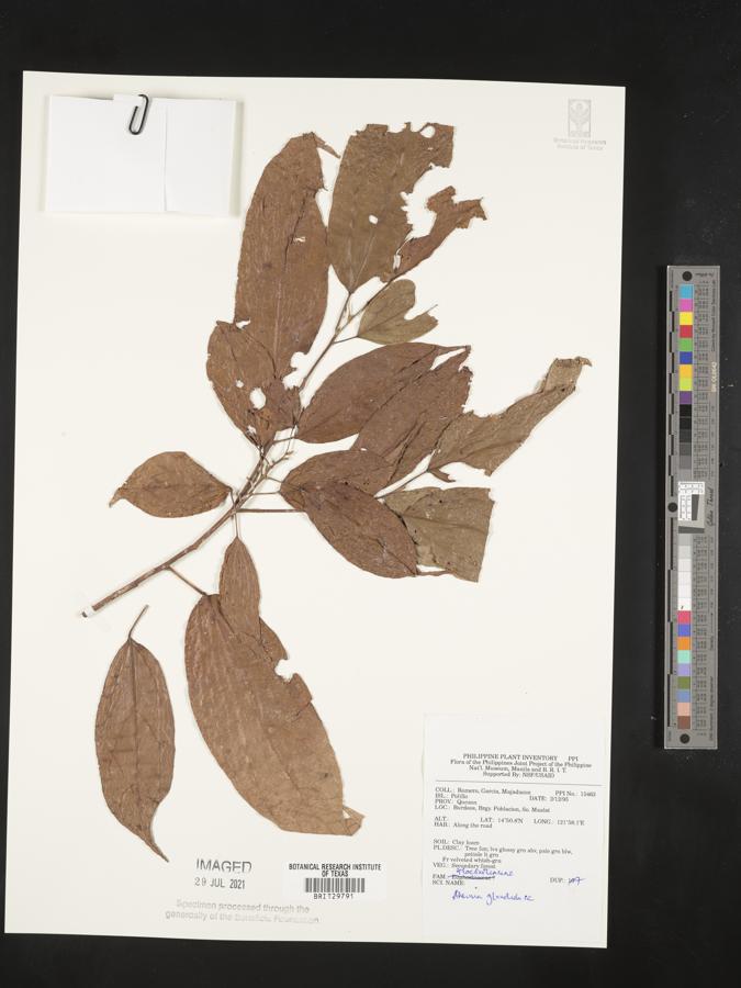 Ahernia glandulosa image