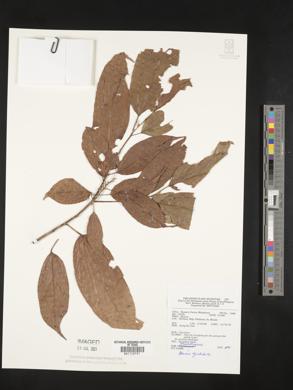 Image of Ahernia glandulosa