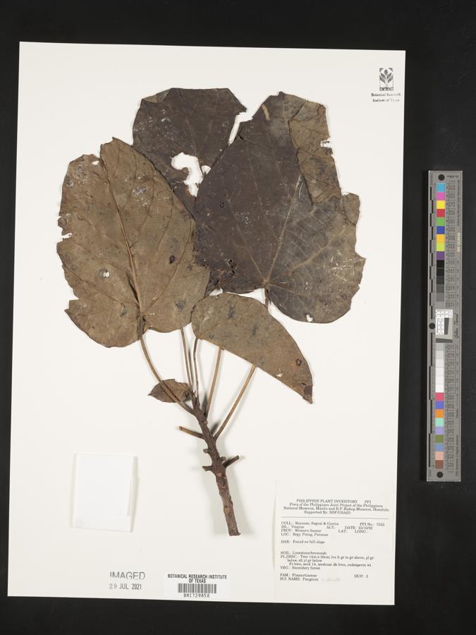 Pangium image