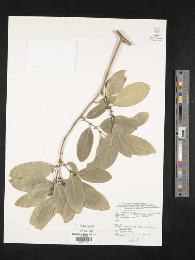 Flacourtiaceae image