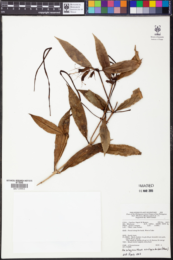 Aeschynanthus asclepioides image