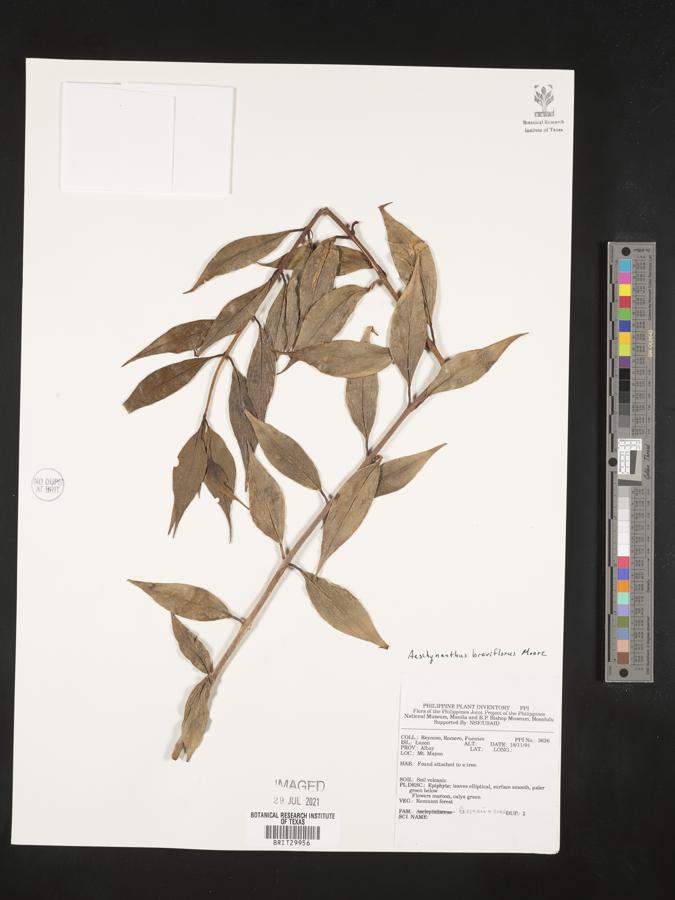 Aeschynanthus breviflorus image