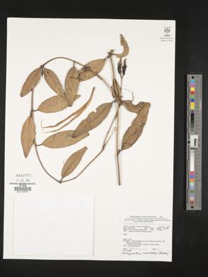 Aeschynanthus crassifolius image
