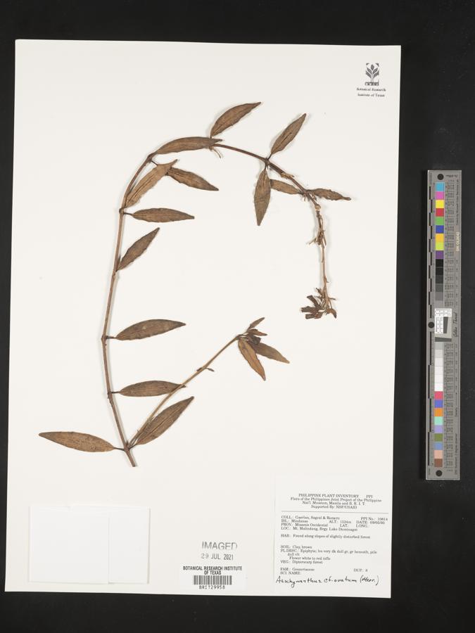Aeschynanthus ovatus image