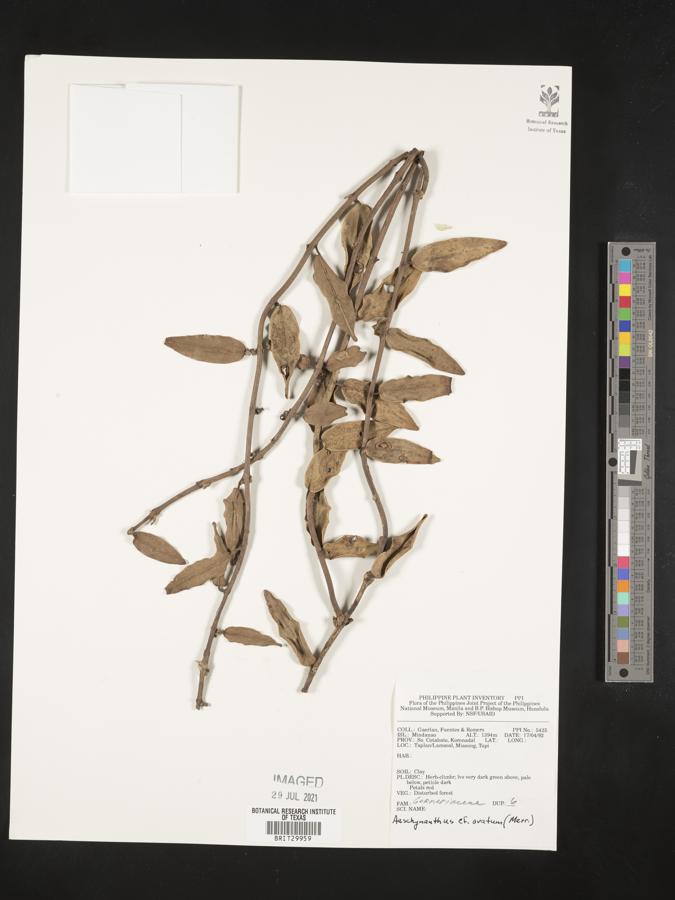 Aeschynanthus ovatus image
