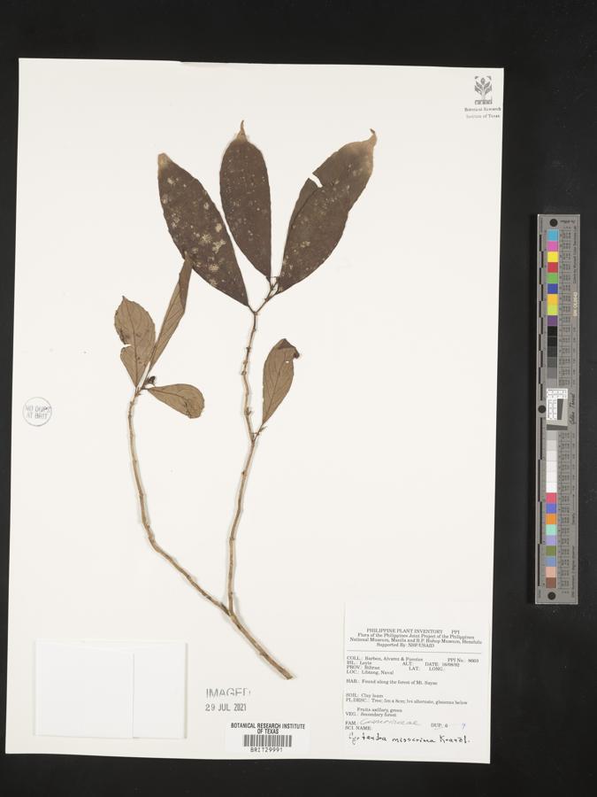 Cyrtandra callicarpifolia image