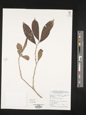 Image of Cyrtandra callicarpifolia