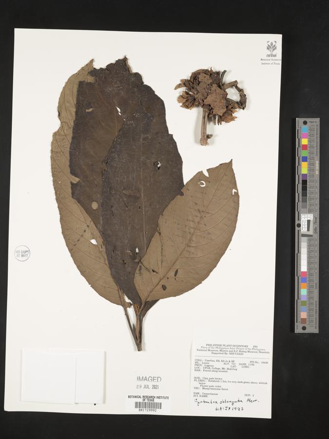 Cyrtandra oblongata image