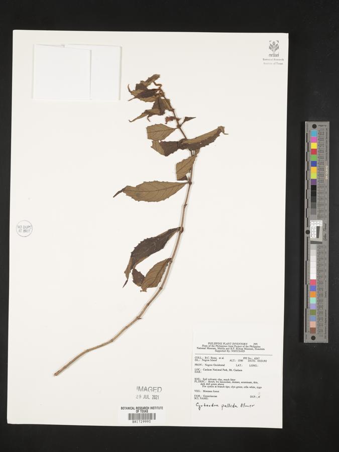 Cyrtandra pallida image