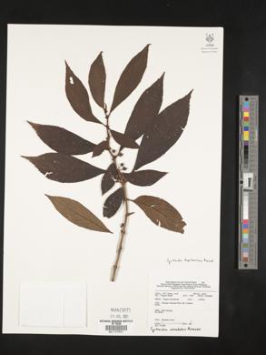 Cyrtandra tagaleurium image