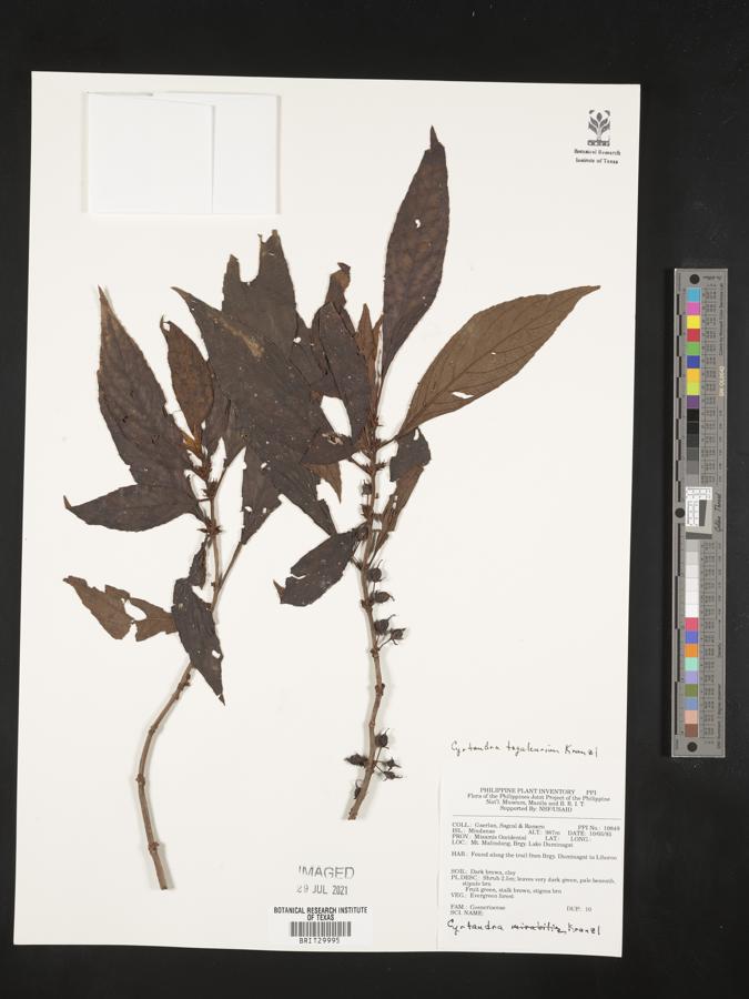 Cyrtandra tagaleurium image