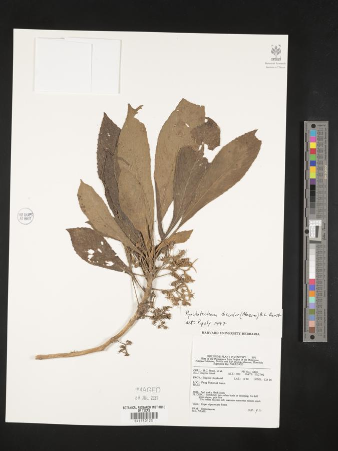 Rhynchotechum discolor image