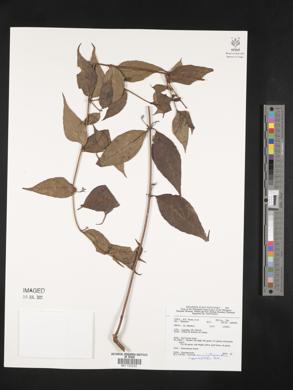 Scaevola oppositifolia image