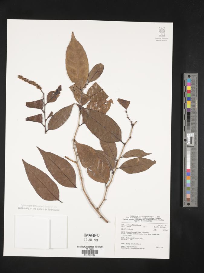 Embolanthera spicata image