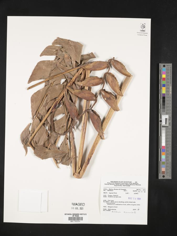 Heliconia acuminata image