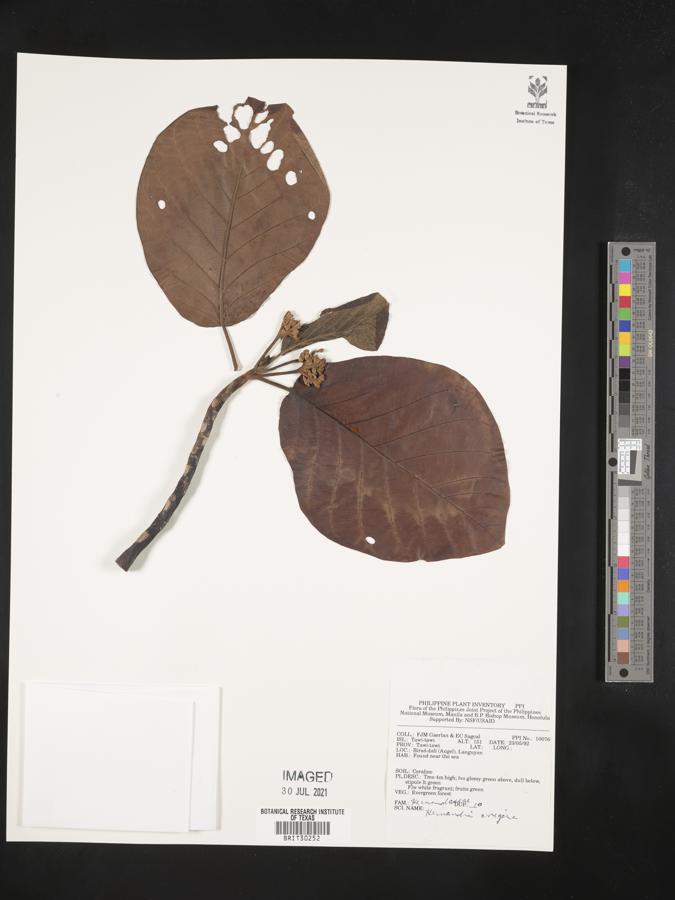 Hernandia guianensis image