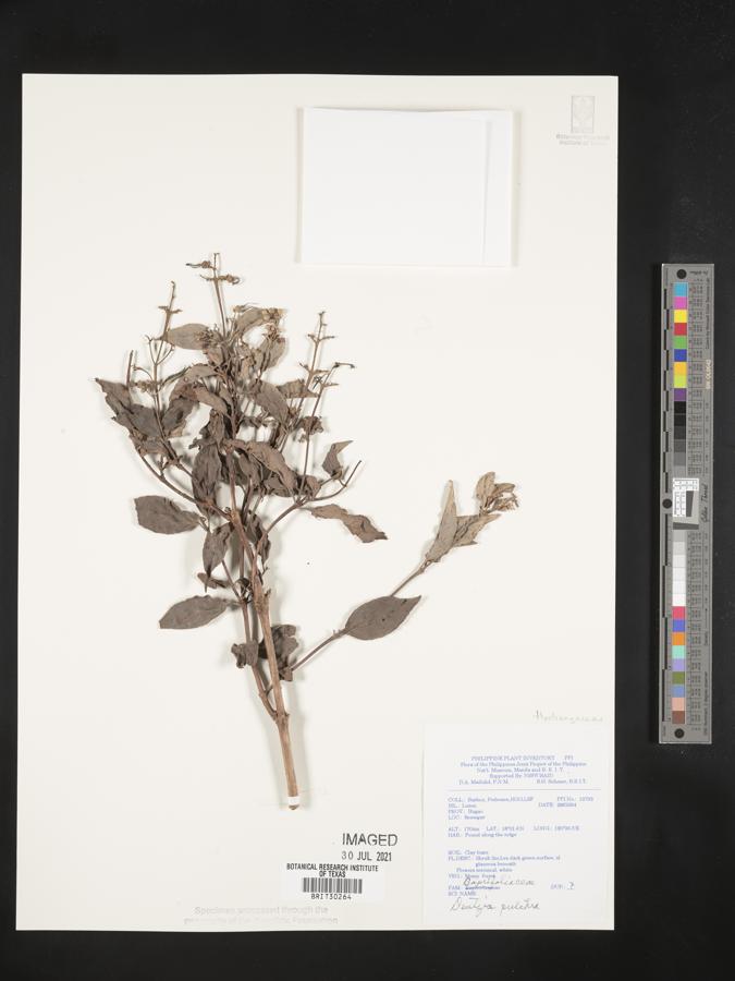 Deutzia pulchra image