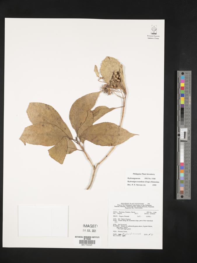 Hydrangea serratifolia image