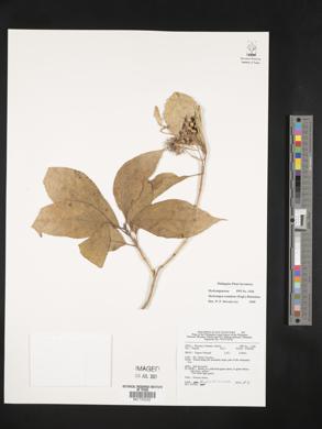 Hydrangea serratifolia image
