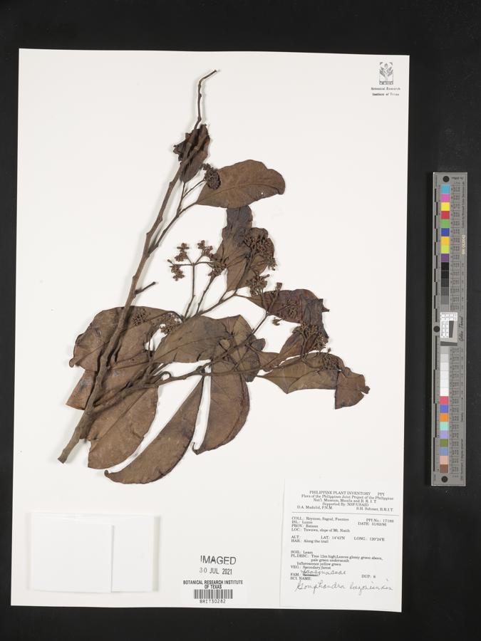 Gomphandra luzoniensis image