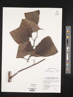 Image Associated With the Occurence