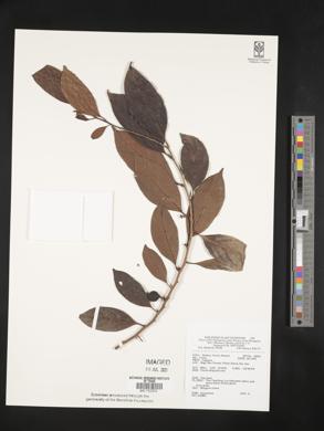Image Associated With the Occurence