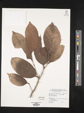 Image Associated With the Occurence