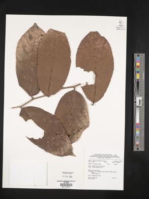 Image Associated With the Occurence
