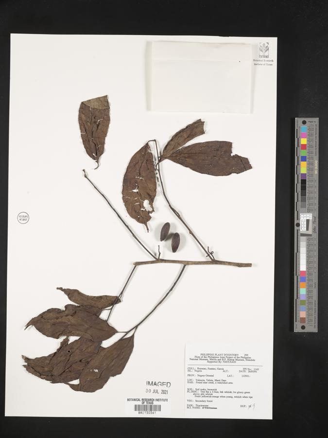 Gomphandra luzoniensis subsp. luzoniensis image