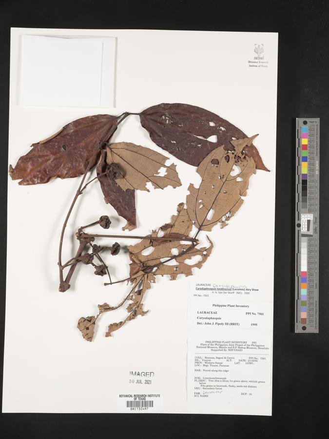 Caryodaphnopsis tonkinensis image